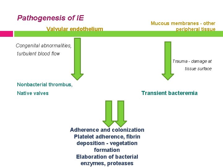 Pathogenesis of IE Mucous membranes - other peripheral tissue Valvular endothelium Congenital abnormalities, turbulent