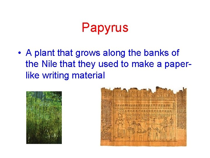 Papyrus • A plant that grows along the banks of the Nile that they