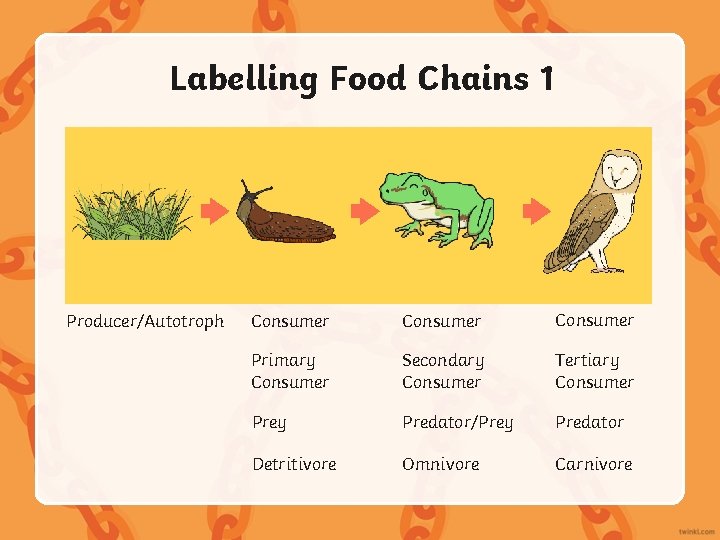 Labelling Food Chains 1 Producer/Autotroph Consumer Primary Consumer Secondary Consumer Tertiary Consumer Prey Predator/Prey