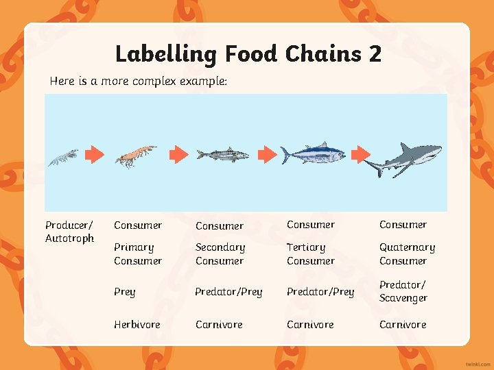 Labelling Food Chains 2 Here is a more complex example: Producer/ Autotroph Consumer Primary