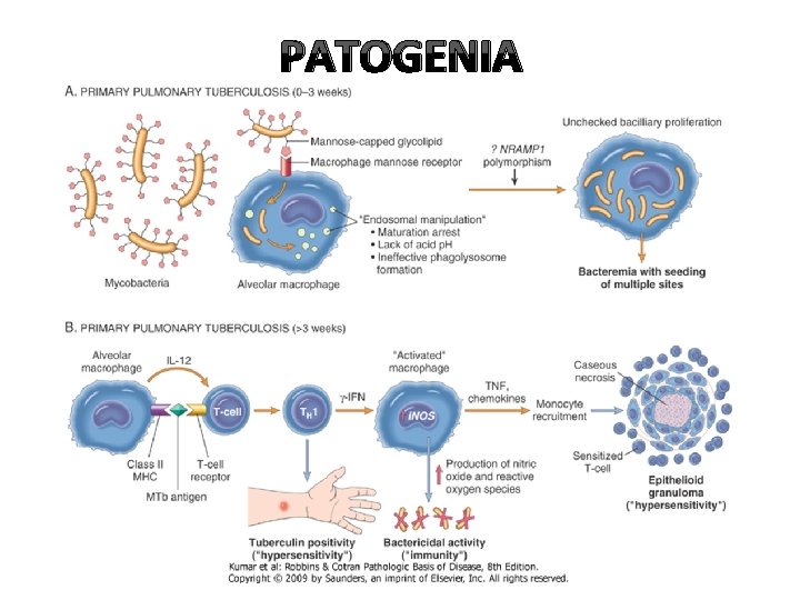 PATOGENIA 