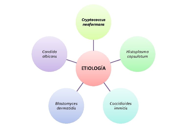 Cryptococcus neoformans Candida albicans Histoplasma capsulatum ETIOLOGÍA Blastomyces dermatidis Coccidioides immitis 