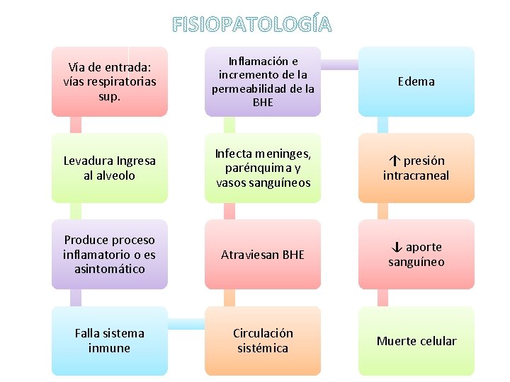 Vía de entrada: vías respiratorias sup. Inflamación e incremento de la permeabilidad de la