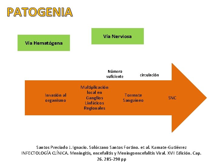 PATOGENIA Vía Nerviosa Vía Hematógena Número suficiente Invasión al organismo Multiplicación local en Ganglios