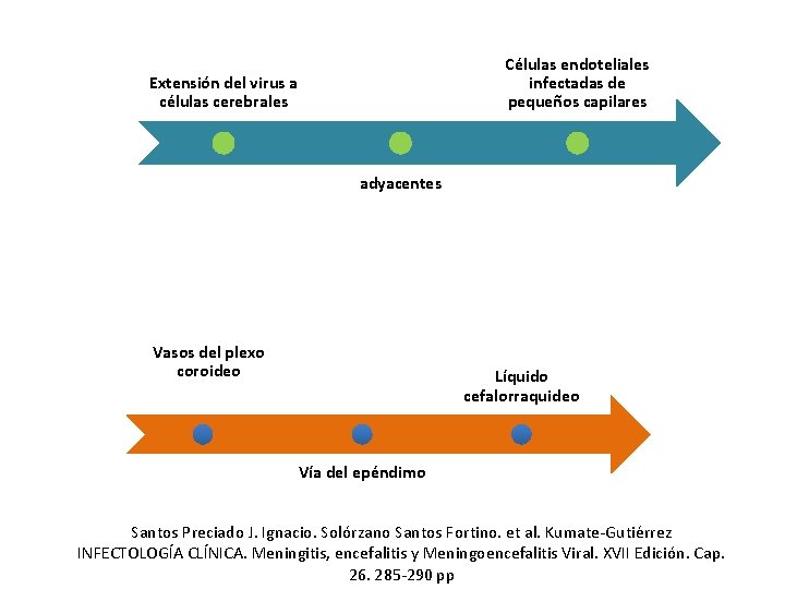 Células endoteliales infectadas de pequeños capilares Extensión del virus a células cerebrales adyacentes Vasos