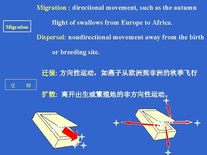 Migration : directional movement, such as the autumn Migration flight of swallows from Europe