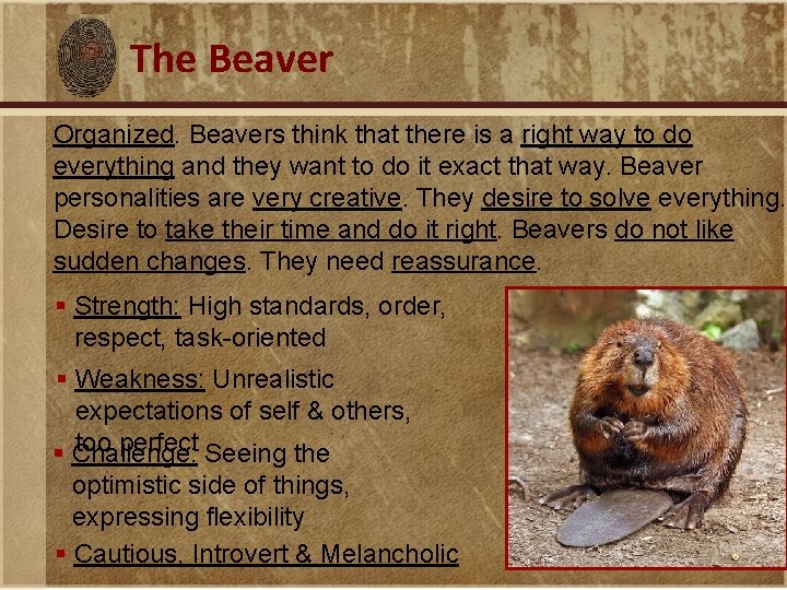 The Beaver Organized. Beavers think that there is a right way to do everything