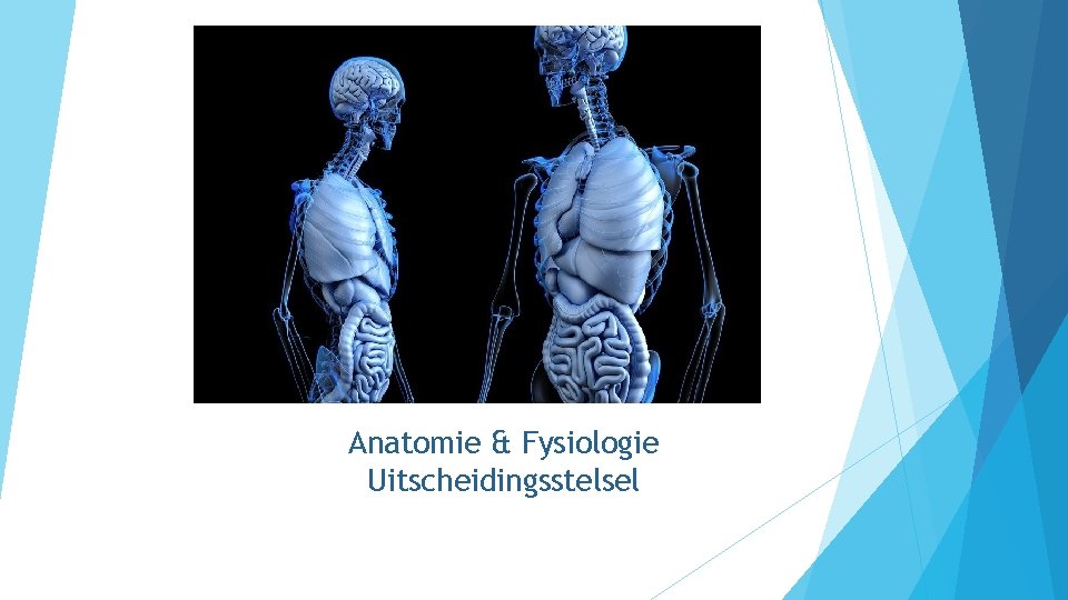 Anatomie & Fysiologie Uitscheidingsstelsel 