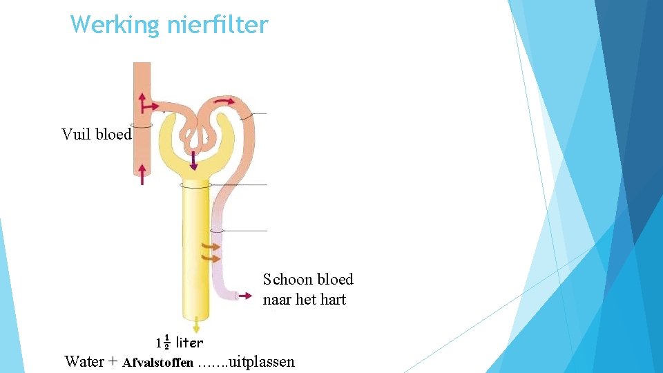 Werking nierfilter Vuil bloed Schoon bloed naar het hart Water + 1½ liter Afvalstoffen