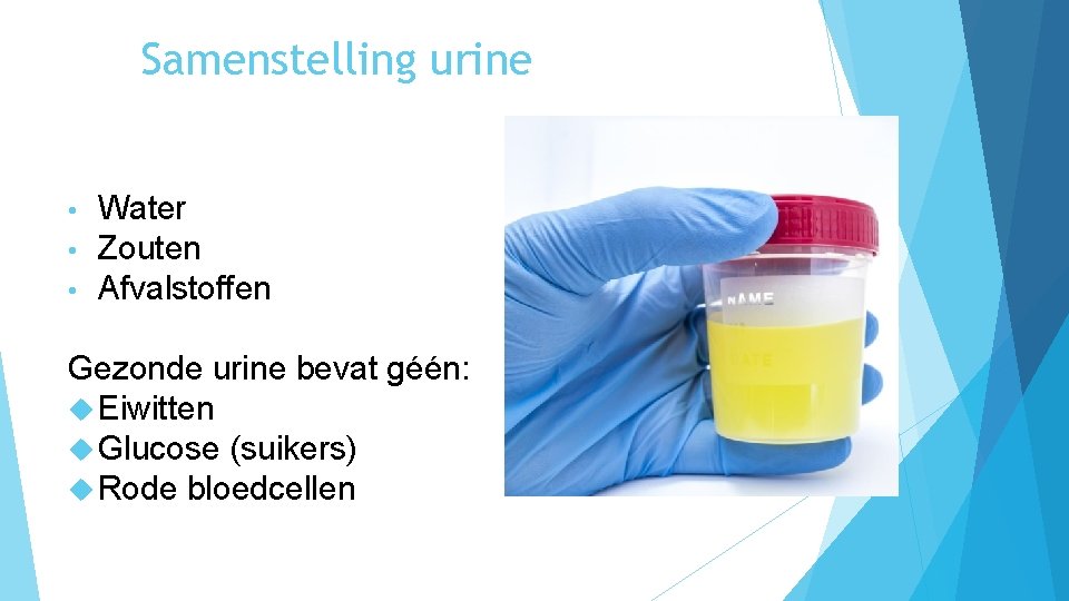 Samenstelling urine • • • Water Zouten Afvalstoffen Gezonde urine bevat géén: Eiwitten Glucose