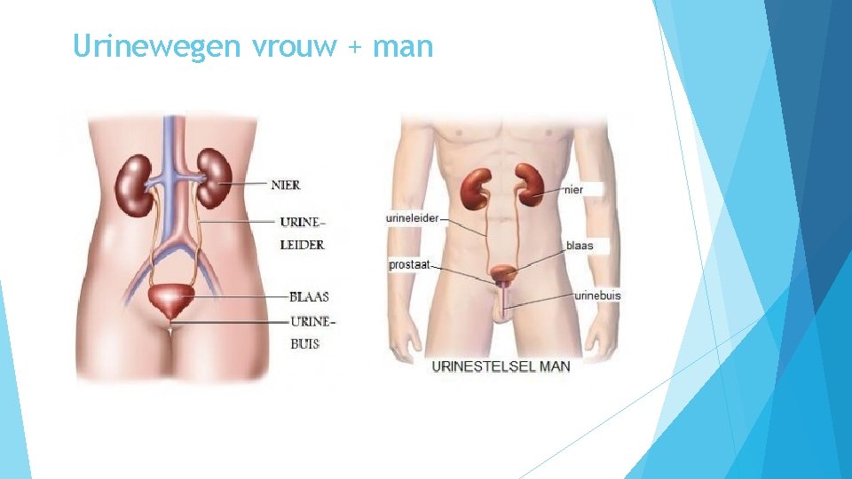 Urinewegen vrouw + man 