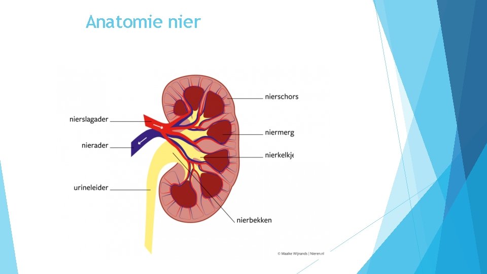 Anatomie nier 