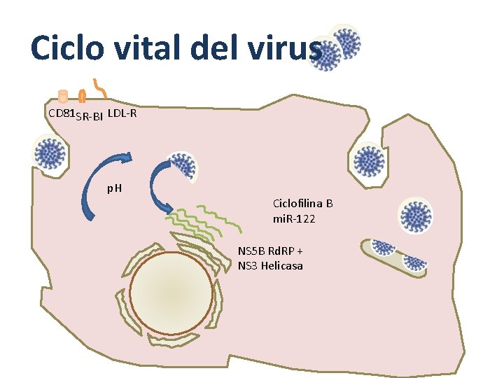 Ciclo vital del virus CD 81 SR-BI LDL-R p. H Ciclofilina B mi. R-122