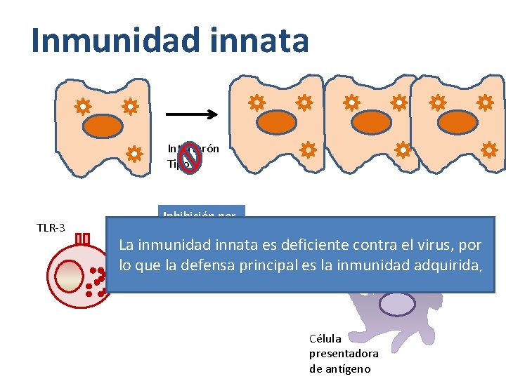 Inmunidad innata Interferón Tipo I TLR-3 Inhibición por NS 3/4 a La inmunidad innata