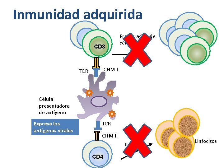 Inmunidad adquirida CD 8 Proliferación de células IL-12 CHM I TCR Célula presentadora de