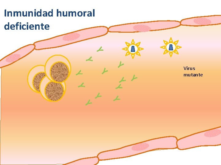 Inmunidad humoral deficiente Y Y Y Virus mutante Y 