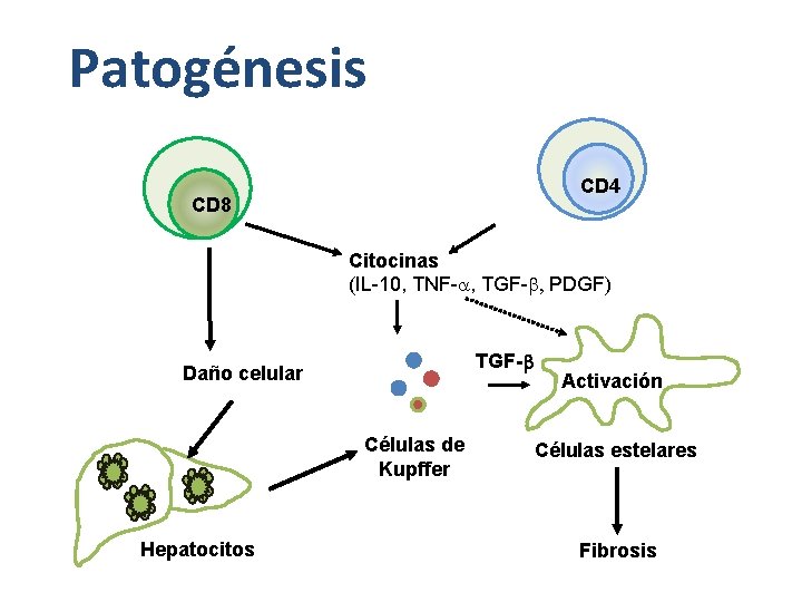 Patogénesis CD 4+ CD 4 CD 8 Citocinas (IL-10, TNF-a, TGF- PDGF) TGF- Daño