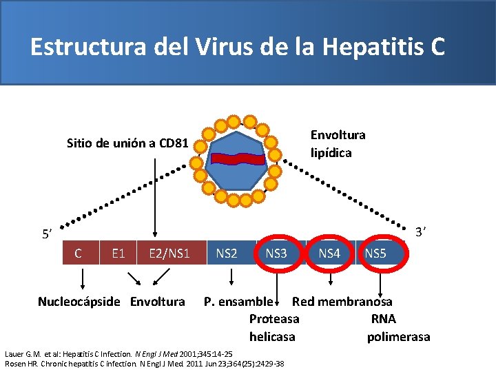 Estructura del Virus de la Hepatitis C 45 nm Envoltura lipídica Sitio de unión