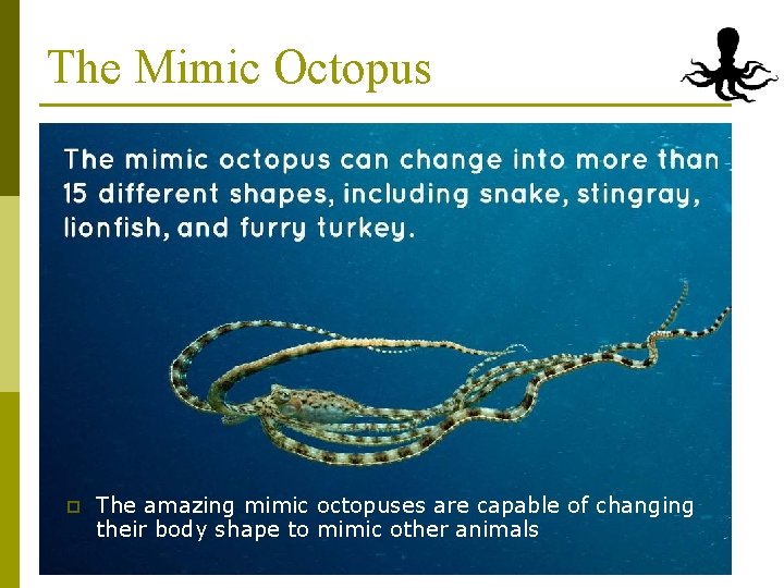 The Mimic Octopus p The amazing mimic octopuses are capable of changing their body