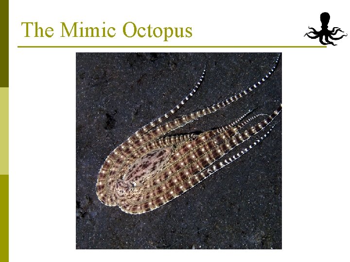 The Mimic Octopus 