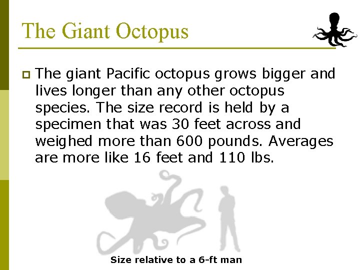 The Giant Octopus p The giant Pacific octopus grows bigger and lives longer than