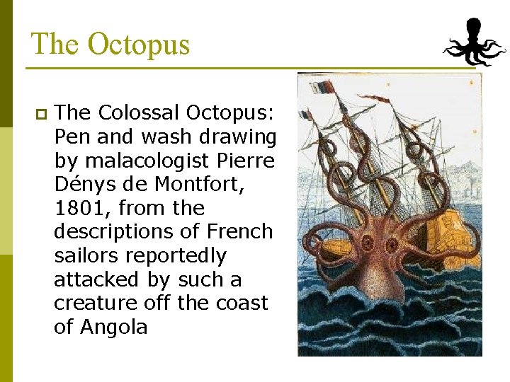 The Octopus p The Colossal Octopus: Pen and wash drawing by malacologist Pierre Dénys