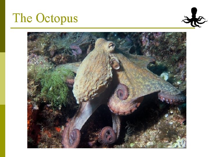 The Octopus 