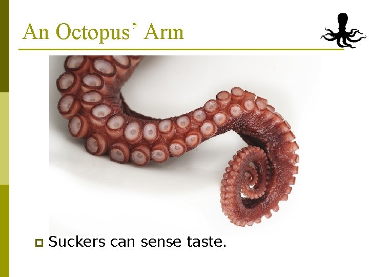 An Octopus’ Arm p Suckers can sense taste. 