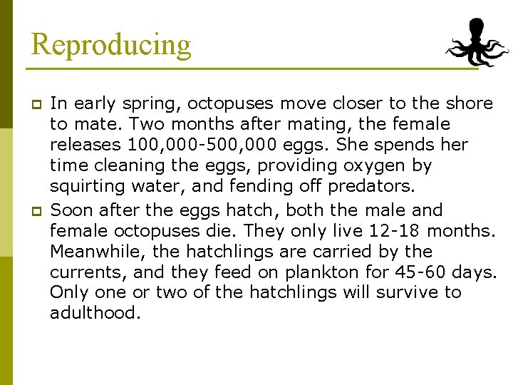 Reproducing p p In early spring, octopuses move closer to the shore to mate.