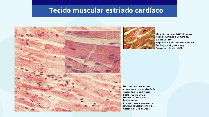 Tecido muscular estriado cardíaco Músculo cardíaco, 2006. Domínio Público. Wikimedia Commons. Disponível em: https: