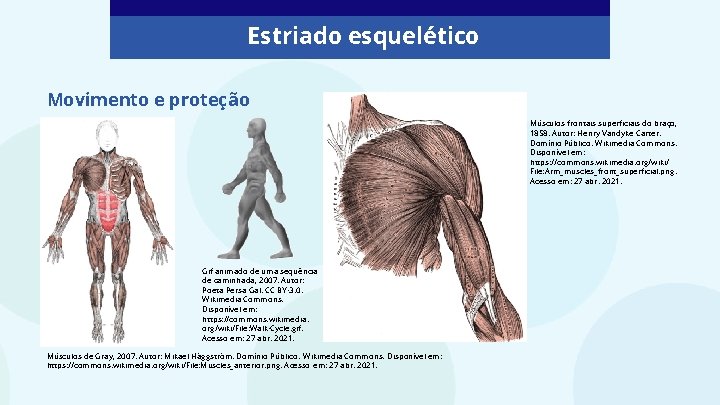 Estriado esquelético Movimento e proteção Músculos frontais superficiais do braço, 1858. Autor: Henry Vandyke