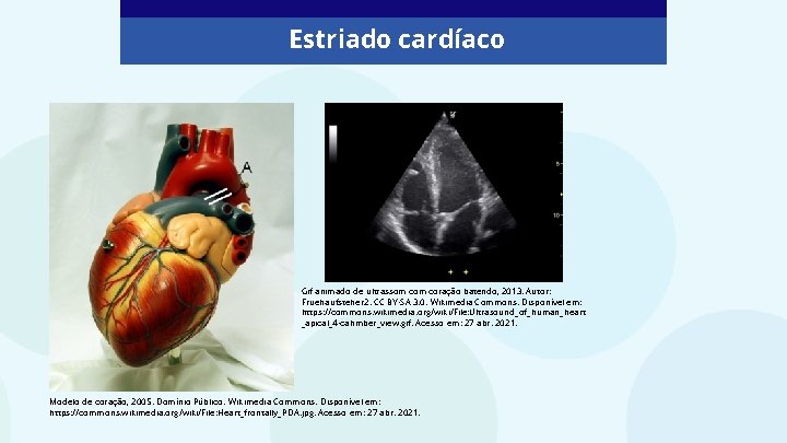 Estriado cardíaco Gif animado de ultrassom coração batendo, 2013. Autor: Fruehaufsteher 2. CC BY-SA