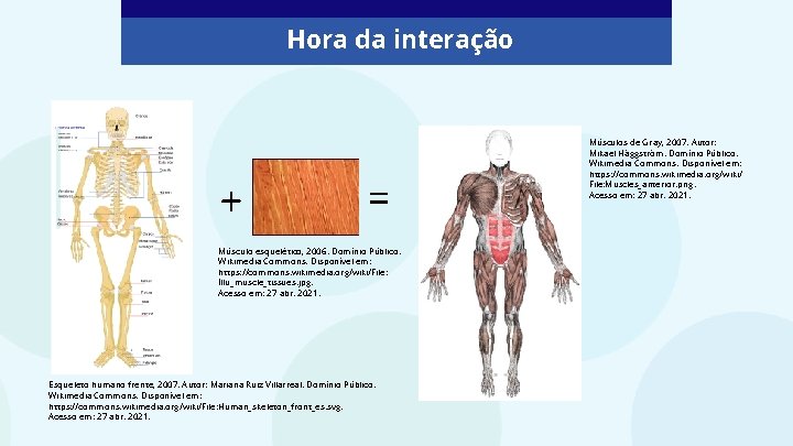 Hora da interação + = Músculo esquelético, 2006. Domínio Público. Wikimedia Commons. Disponível em: