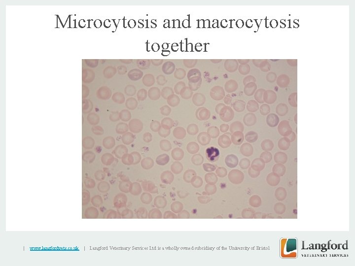 Microcytosis and macrocytosis together v | www. langfordvets. co. uk | Langford Veterinary Services