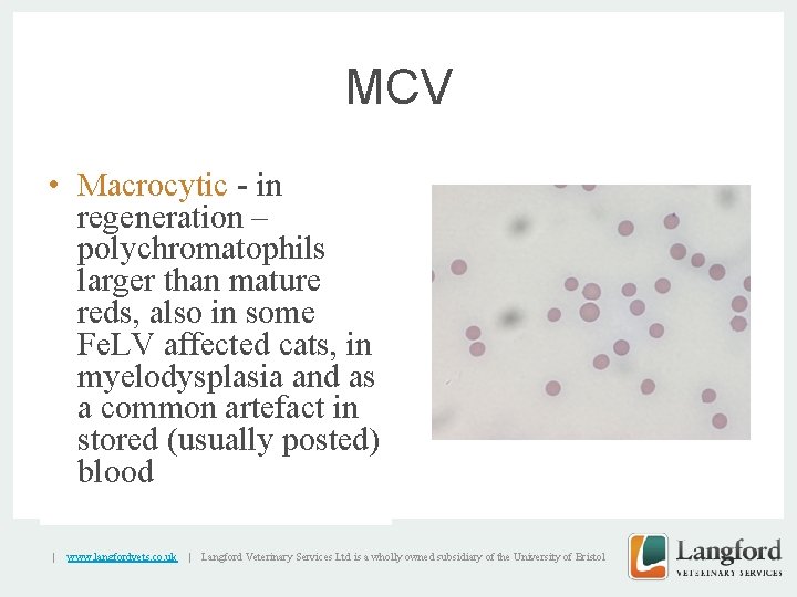 MCV • Macrocytic - in regeneration – polychromatophils larger than mature reds, also in