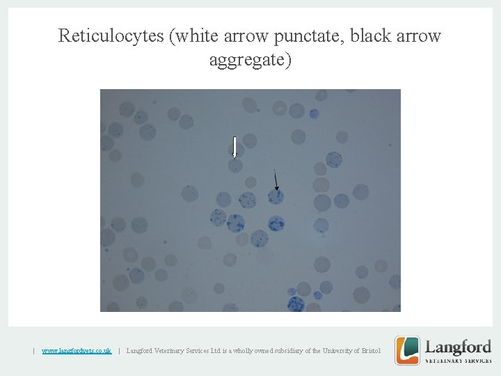 Reticulocytes (white arrow punctate, black arrow aggregate) v | www. langfordvets. co. uk |