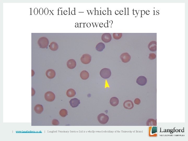 1000 x field – which cell type is arrowed? v | www. langfordvets. co.