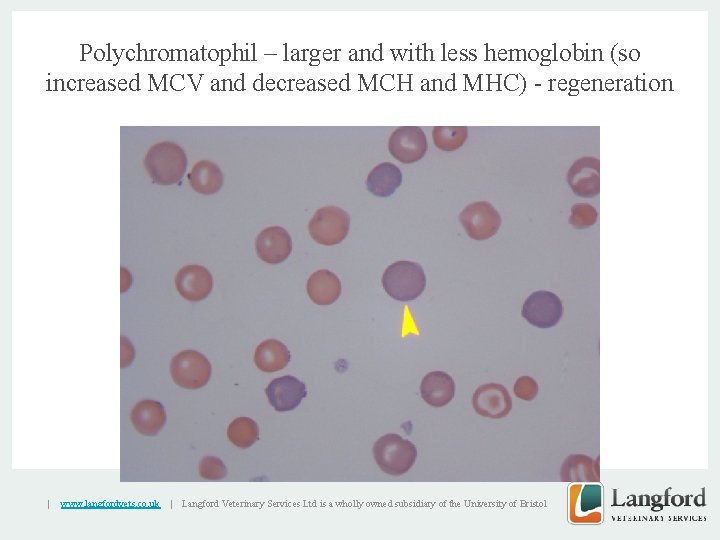 Polychromatophil – larger and with less hemoglobin (so increased MCV and decreased MCH and