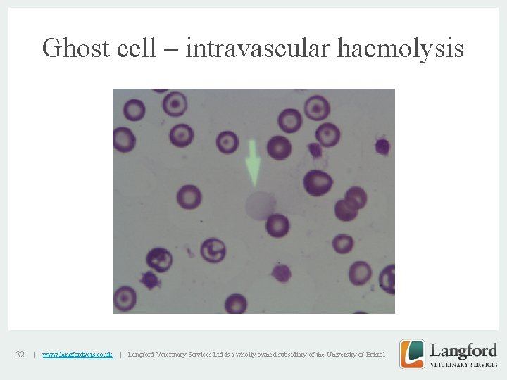 Ghost cell – intravascular haemolysis v 32 | www. langfordvets. co. uk | Langford