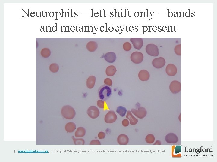 Neutrophils – left shift only – bands and metamyelocytes present v | www. langfordvets.