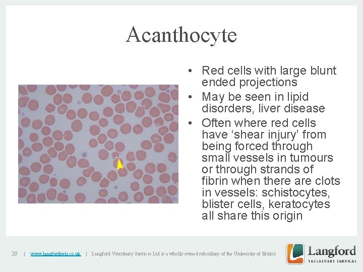 Acanthocyte v 39 | www. langfordvets. co. uk | • Red cells with large