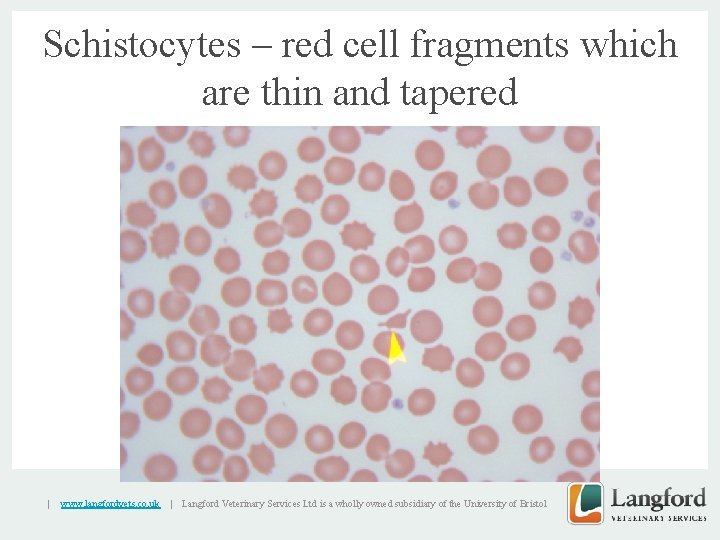 Schistocytes – red cell fragments which are thin and tapered v | www. langfordvets.