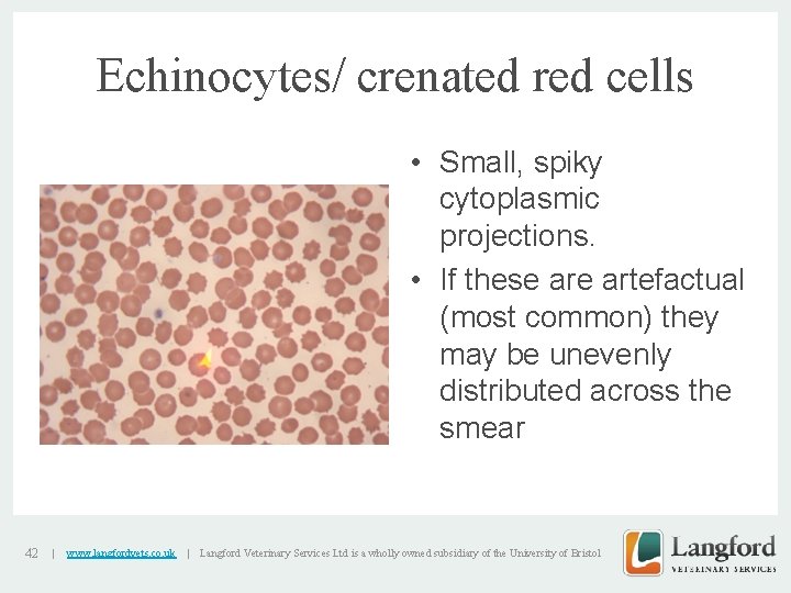 Echinocytes/ crenated red cells • Small, spiky cytoplasmic projections. v • If these artefactual