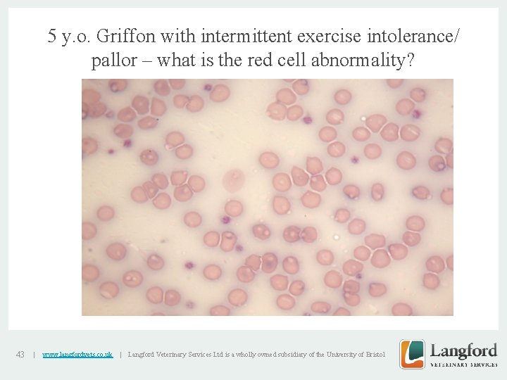 5 y. o. Griffon with intermittent exercise intolerance/ pallor – what is the red
