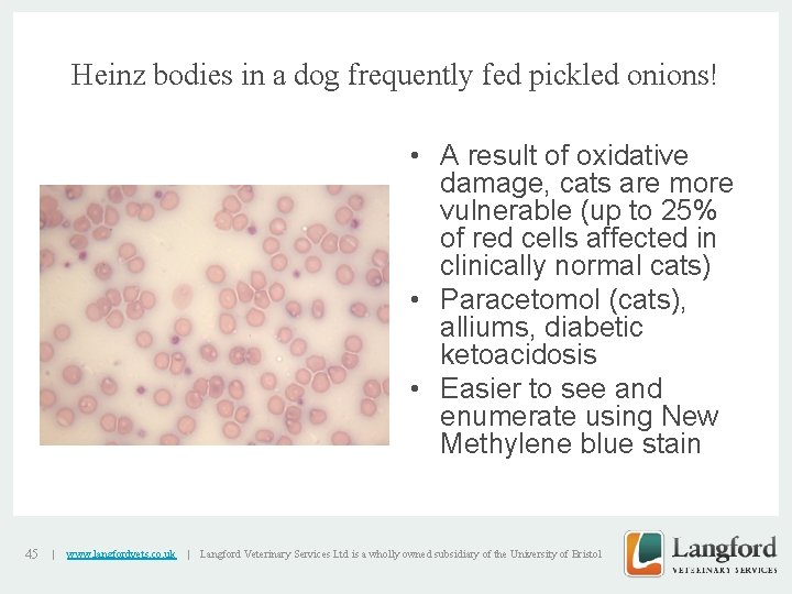 Heinz bodies in a dog frequently fed pickled onions! v 45 | www. langfordvets.