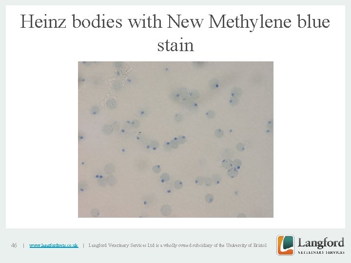 Heinz bodies with New Methylene blue stain v 46 | www. langfordvets. co. uk