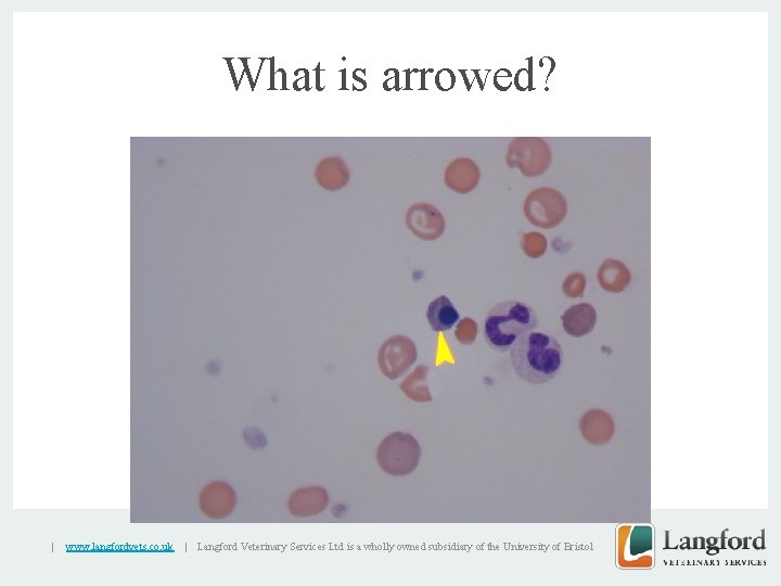 What is arrowed? v | www. langfordvets. co. uk | Langford Veterinary Services Ltd