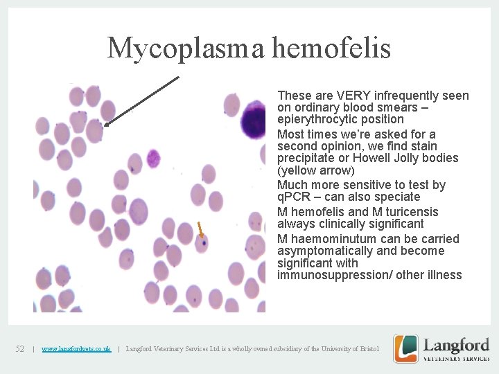 Mycoplasma hemofelis • • v • • • 52 | www. langfordvets. co. uk