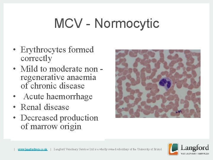 MCV - Normocytic • Erythrocytes formed correctly • Mild to moderate non - v