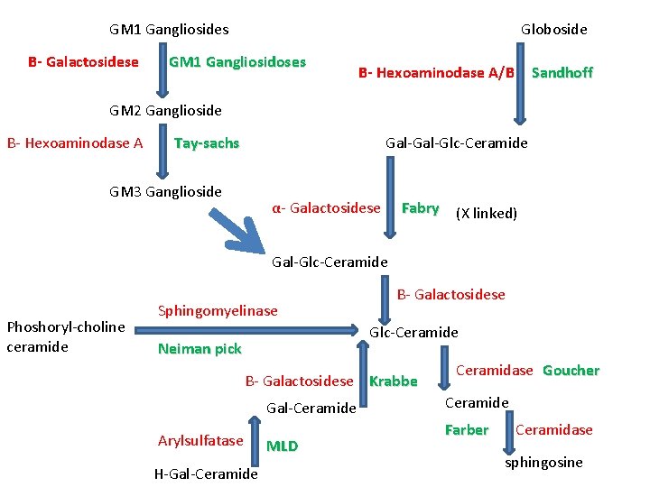 GM 1 Gangliosides Β- Galactosidese Globoside GM 1 Gangliosidoses Β- Hexoaminodase A/B Sandhoff GM
